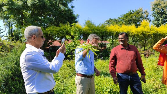 A walk through the garden